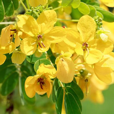 The Comprehensive Guide to the Benefits of Senna Pod Supplements