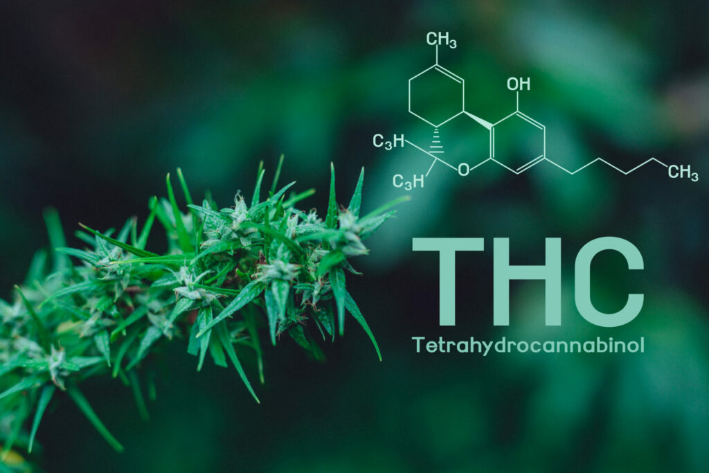 Comprehensive Guide to THC-O Acetate A Novel Cannabinoid