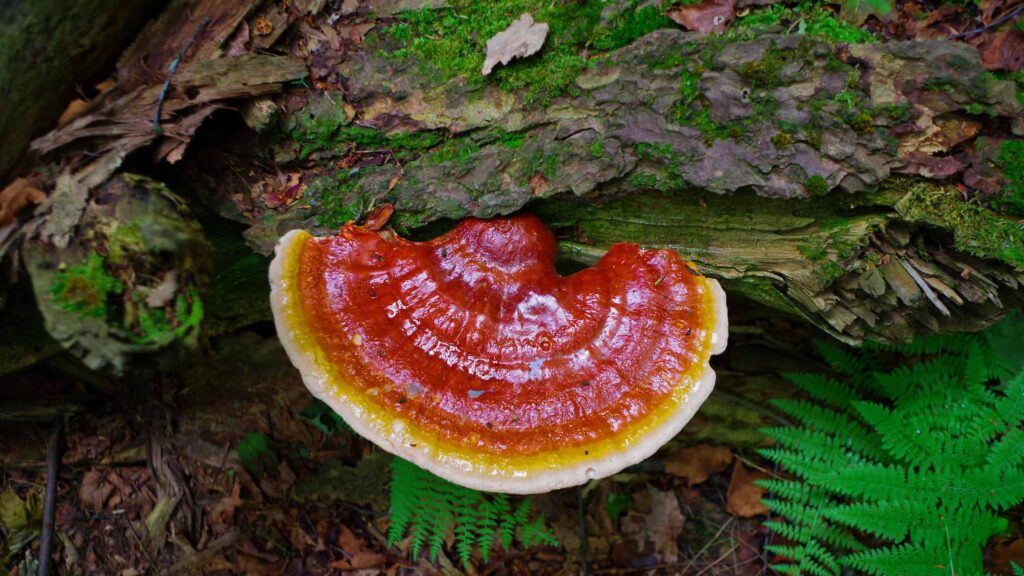 Harmonizing Health The Benefits of Reishi Functional Mushrooms